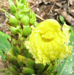 Dimerocostus argenteus