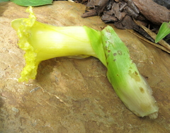 Dimerocostus argenteus