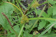 Cyperus engelmannii