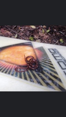 Imantodes gemmistratus