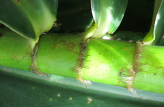 Dimerocostus argenteus