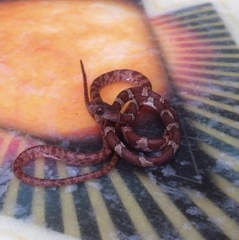 Imantodes gemmistratus