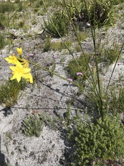 Bobartia longicyma