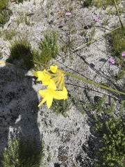 Bobartia longicyma