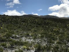Bobartia longicyma