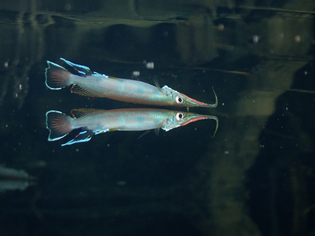 Forest halfbeak (Hemirhamphodon pogonognathus) — Zenarchopteridae