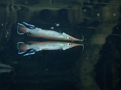 Forest Halfbeak photo 1