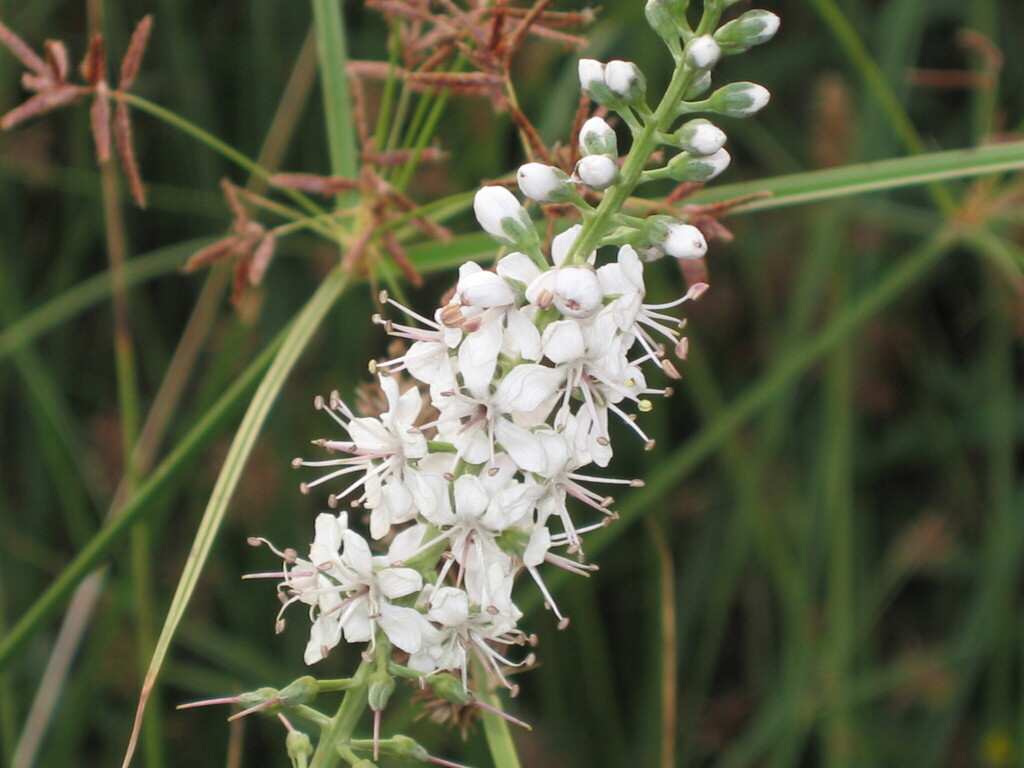 Lysimachia ephemerum; photograph (c) zebedeugalinha, some rights reserved (CC BY)