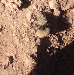 Dasymutilla magna