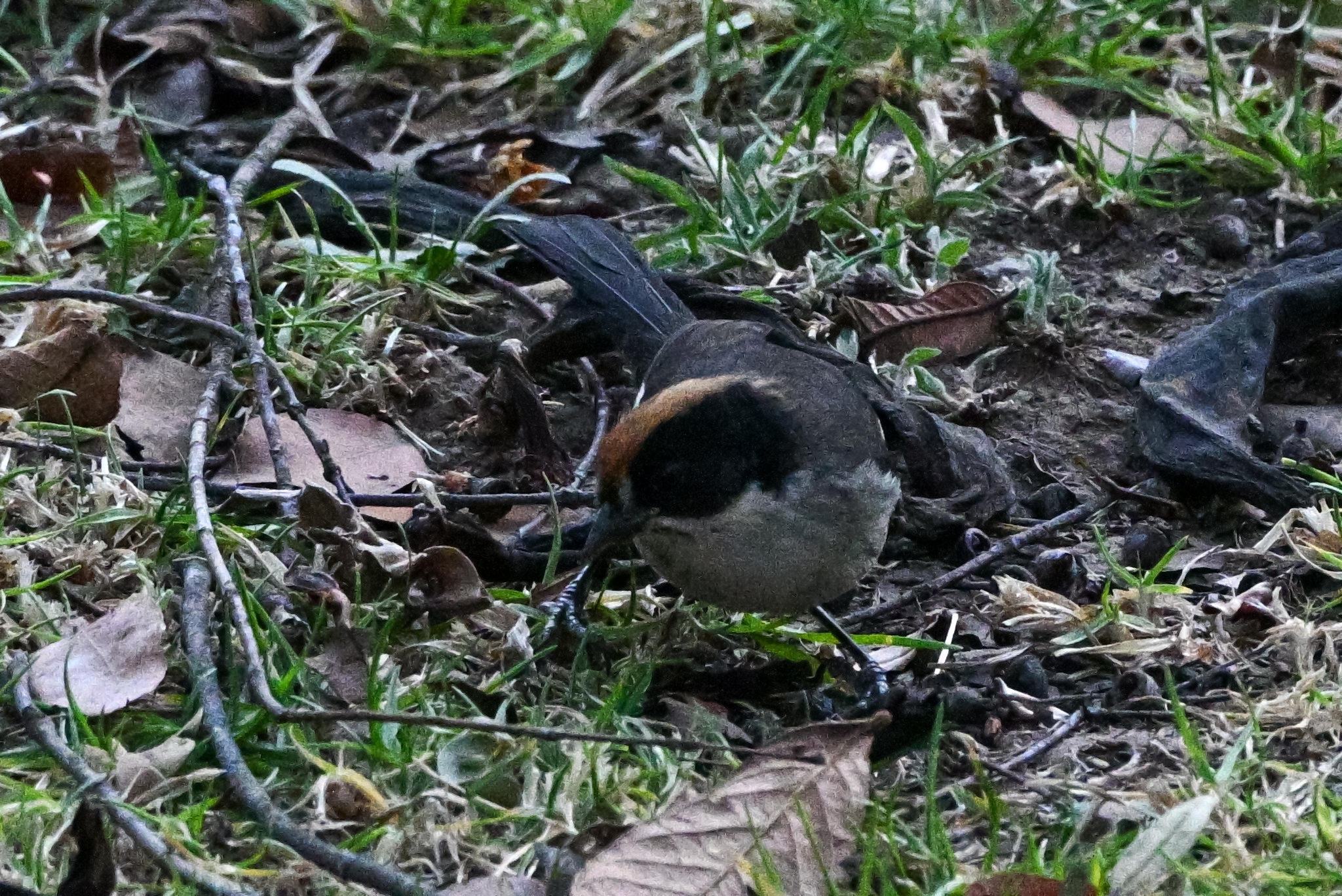 White-winged Brushfinch (Atlapetes leucopterus), photo 4