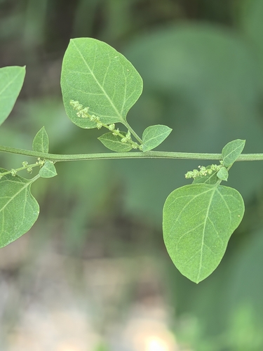 Chenopodium gracilispicum iNat (2)