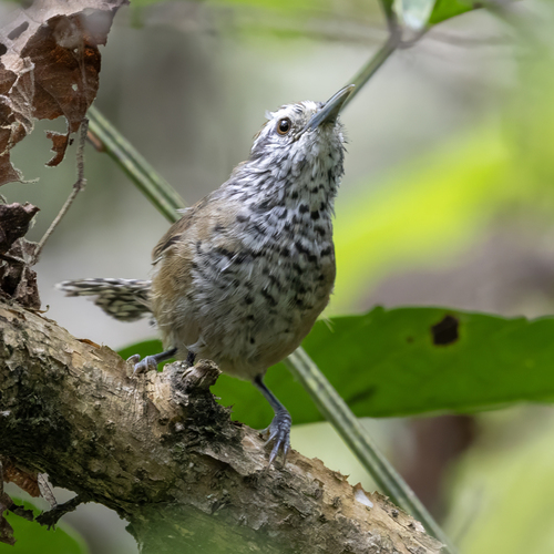 Speckle-breasted Wren (Pheugopedius sclateri), photo 4