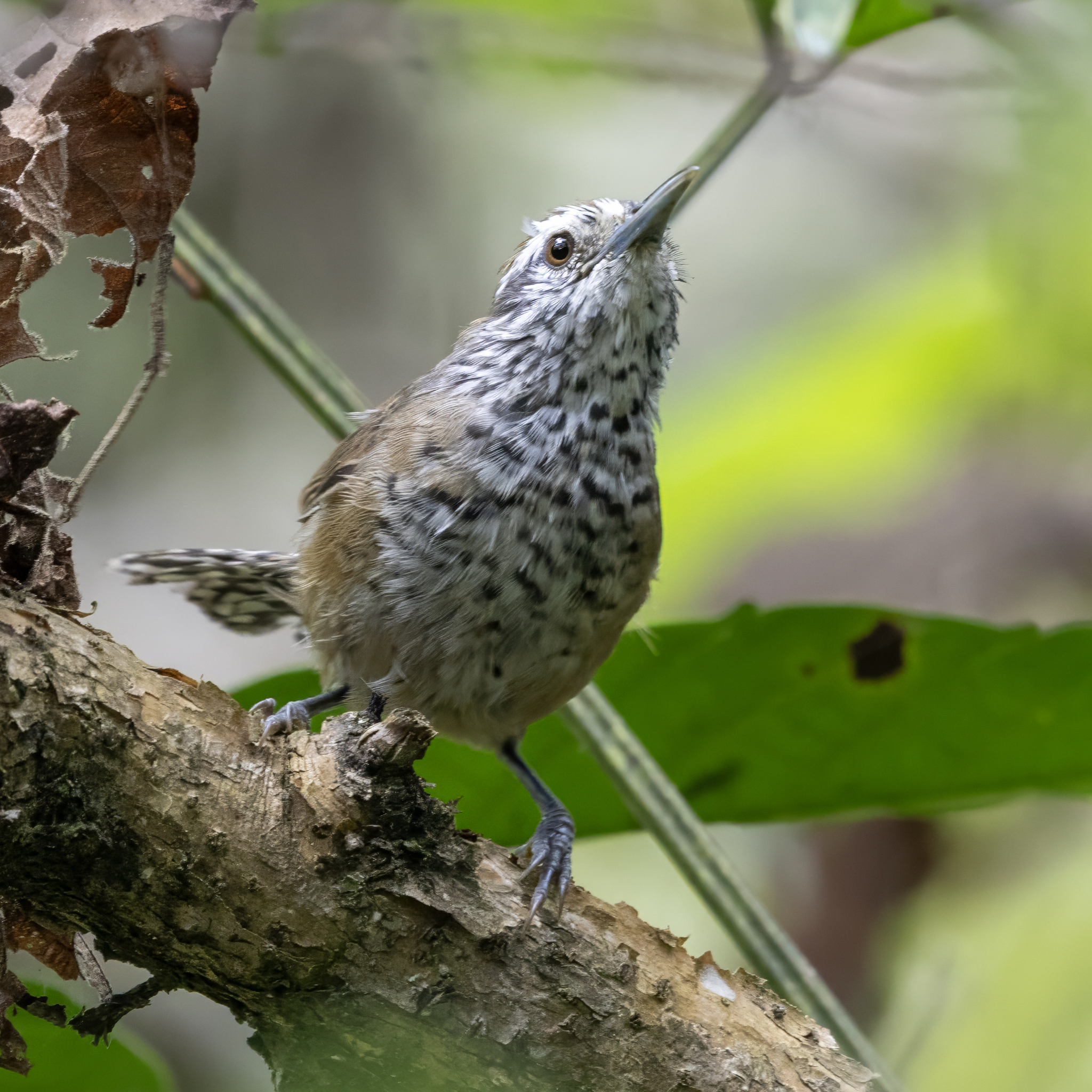 Speckle-breasted Wren (Pheugopedius sclateri), photo 5