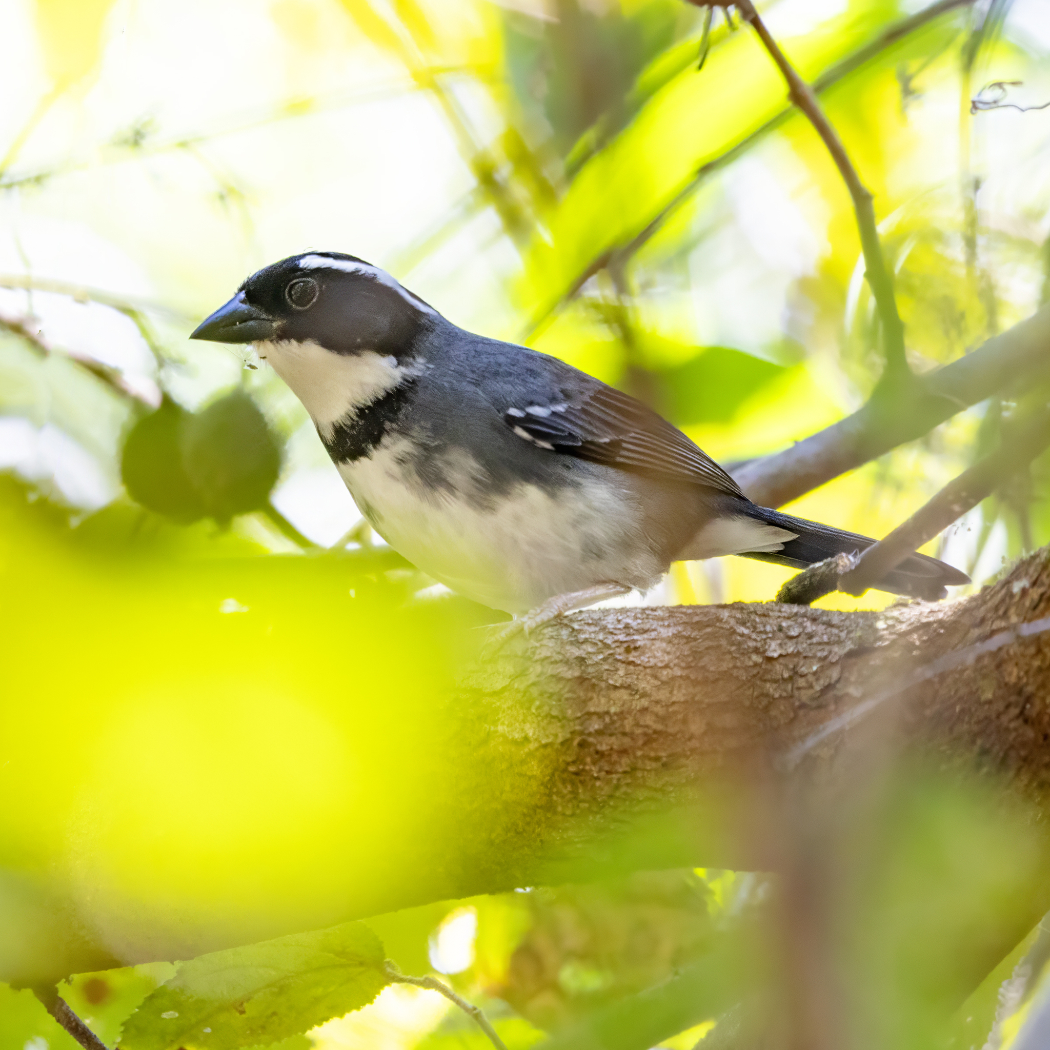Black-capped Sparrow (Arremon abeillei), photo 2