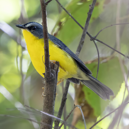 Grey-and-gold Warbler (Myiothlypis fraseri)