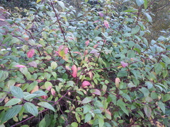Cornus sericea sericea