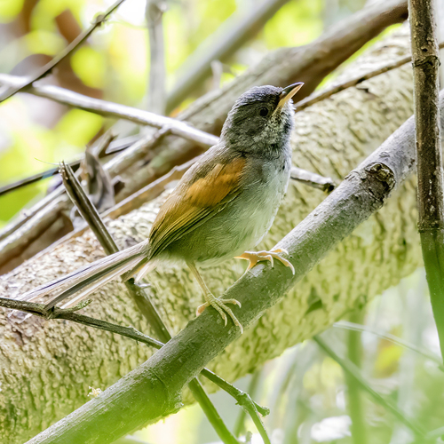 Blackish-headed Spinetail (Synallaxis tithys)