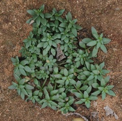 Nuttallanthus texanus