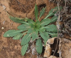 Oenothera grandis