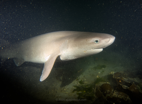 Bluntnose Sixgill Shark