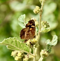 Anthanassa frisia