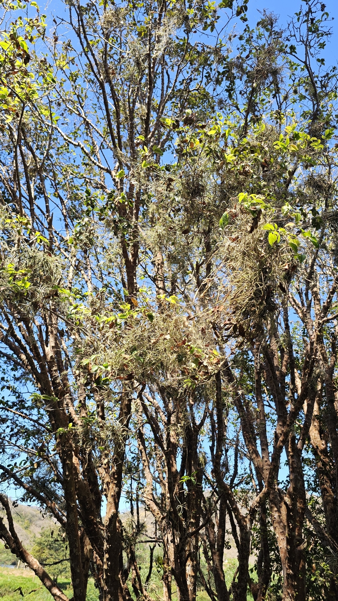 Tillandsia recurvata