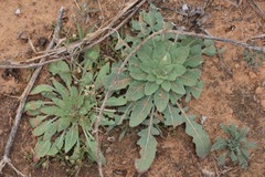 Oenothera engelmannii