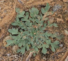 Aphanostephus skirrhobasis