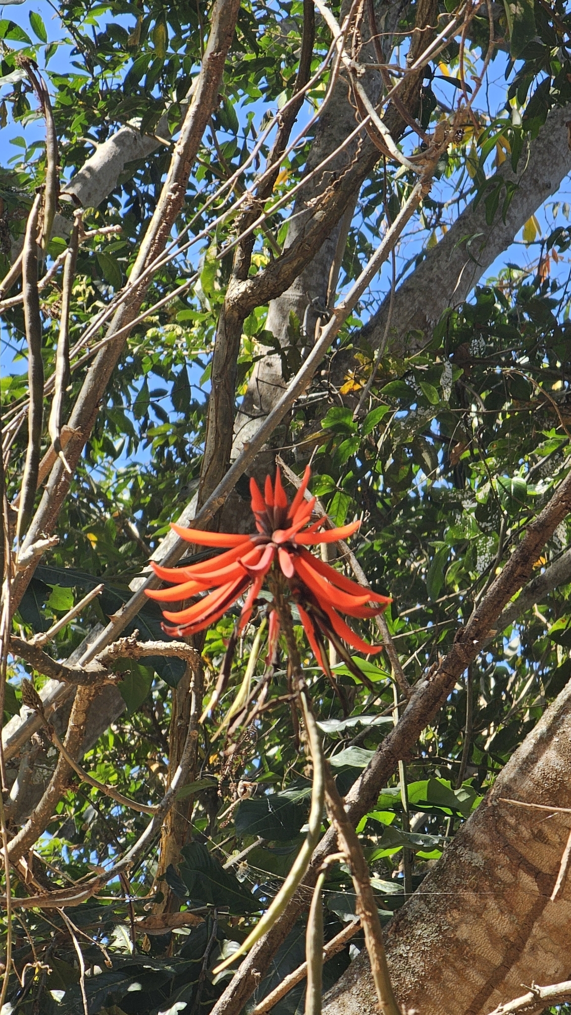 Erythrina speciosa