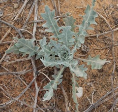 Dimorphocarpa candicans