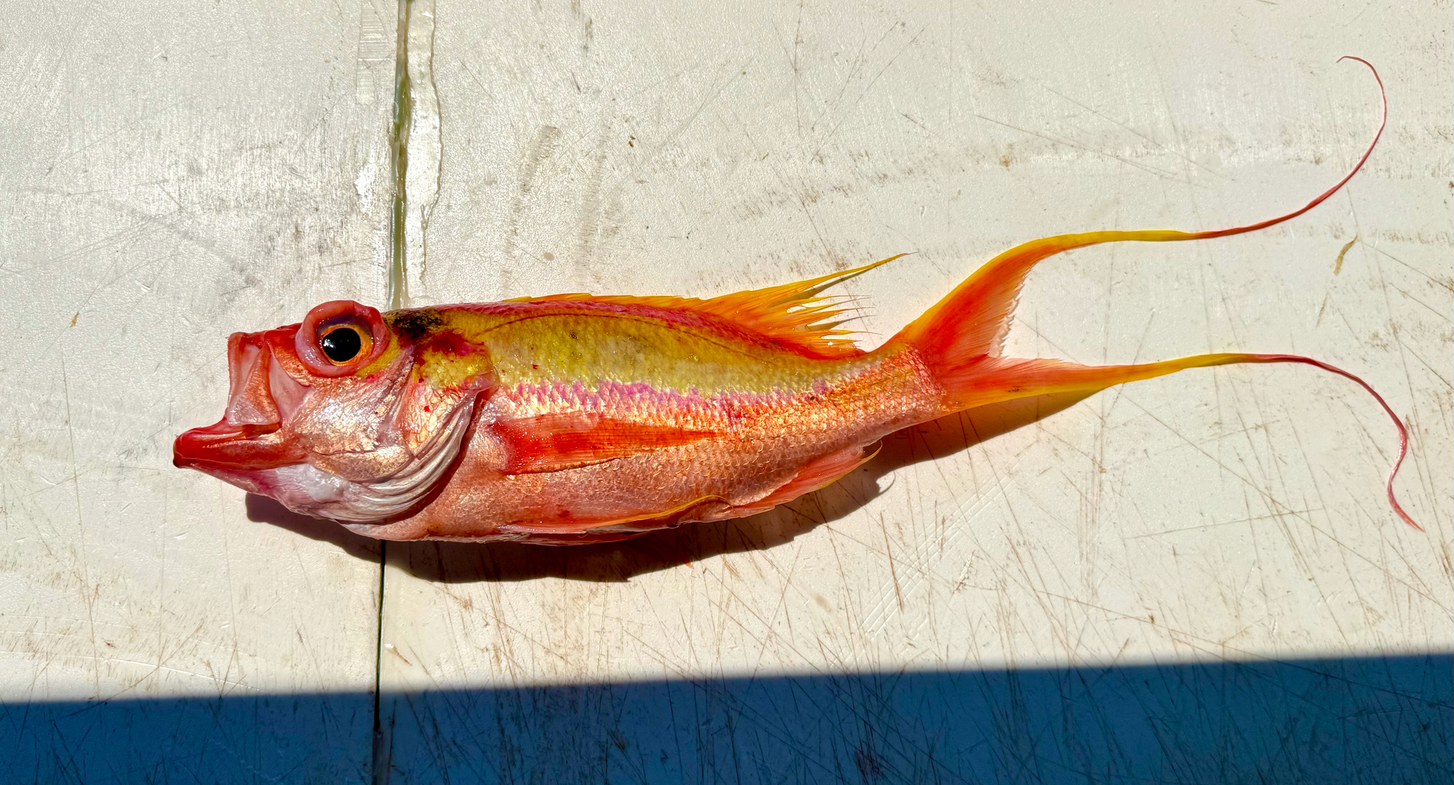 Swallowtail Bass photo 4