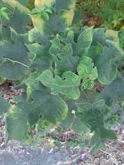 Broussonetia papyrifera