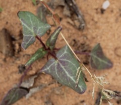 Epixiphium wislizeni