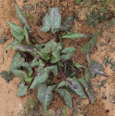 Epixiphium wislizeni