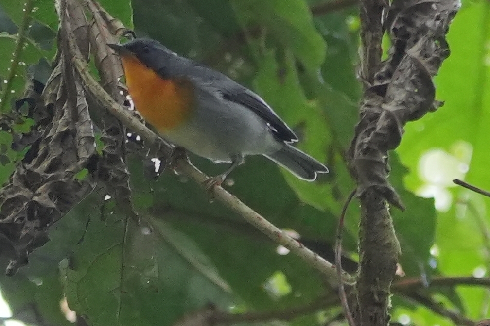 Flame-throated Warbler (Oreothlypis gutturalis), photo 8