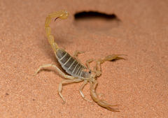 Paruroctonus utahensis