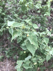 Abutilon viscosum