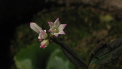 Spigelia genuflexa