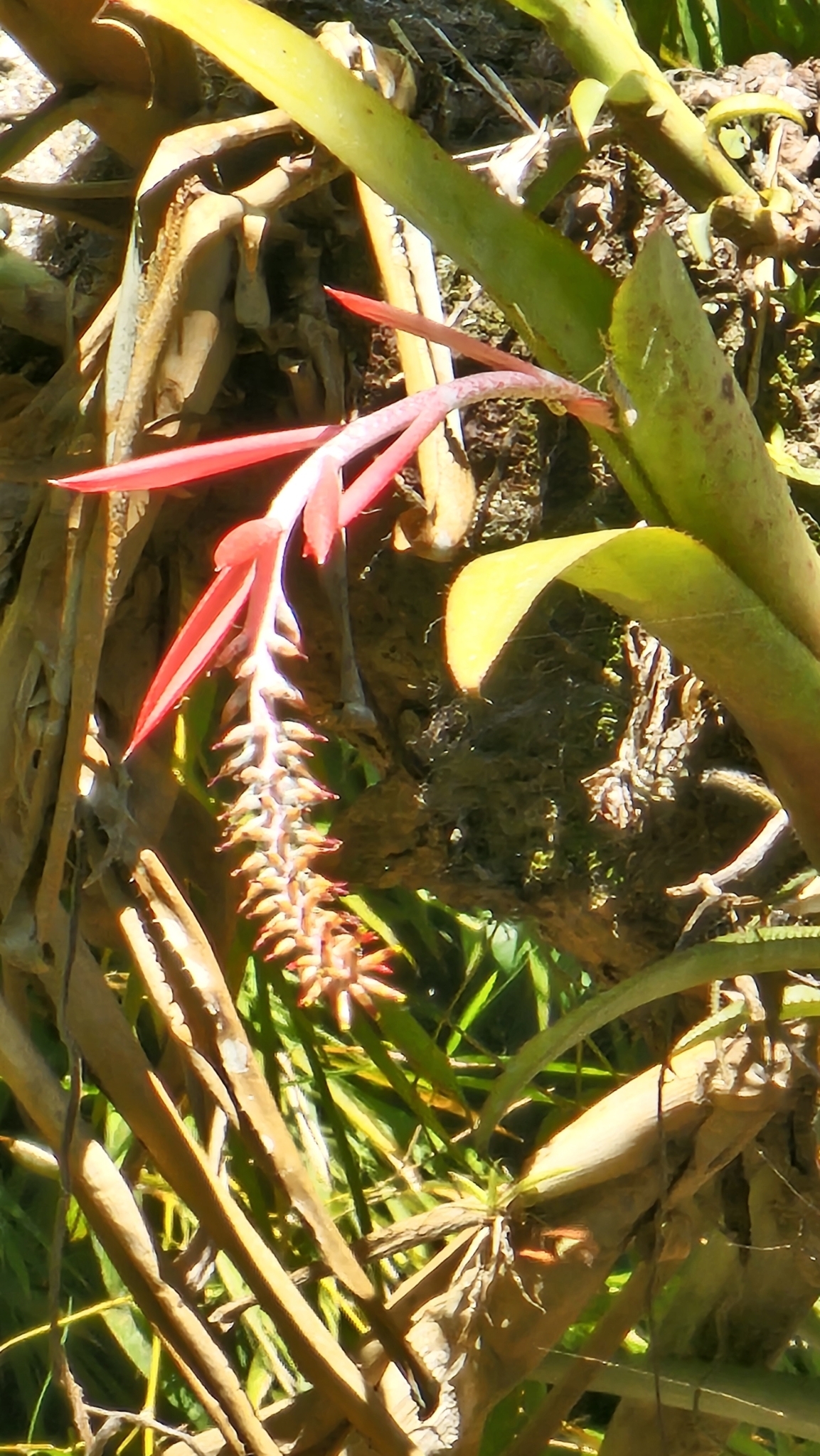 Aechmea nudicaulis