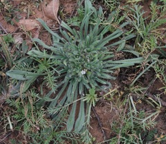 Cryptantha crassisepala crassisepala