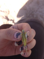Melanoplus herbaceus