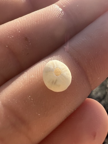 Fibularia, 2025-08-28