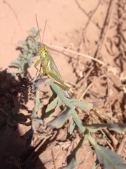 Melanoplus herbaceus