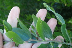 Acacia bivenosa