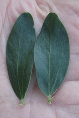Acacia bivenosa