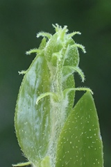 Acacia bivenosa