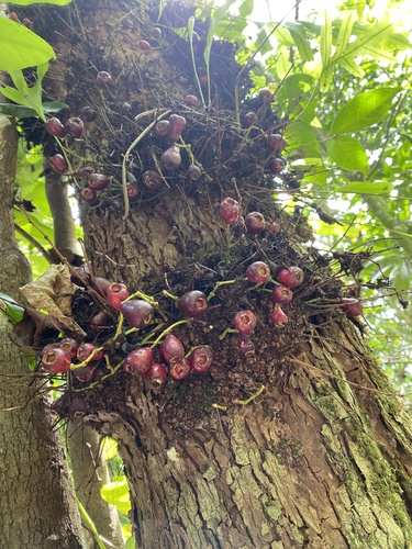 Syzygium thompsonii observed 2025-08-29