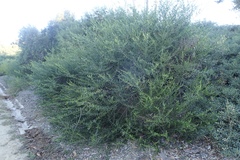 Acacia bivenosa