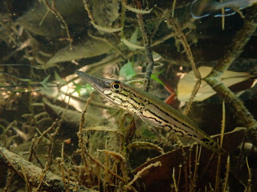 Pikehead (Luciocephalus pulcher) — Osphronemidae — 4