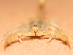 Paruroctonus utahensis